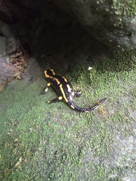 faune Randonnée aquatique de Chaley